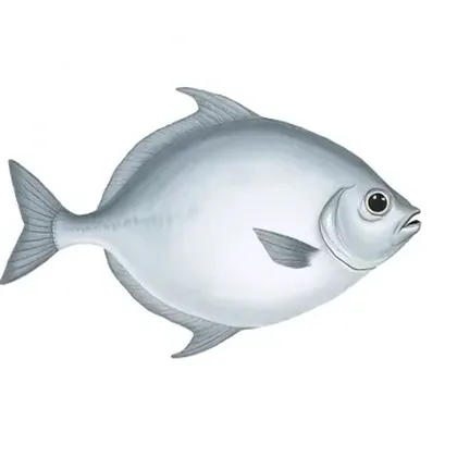 Silver dollar