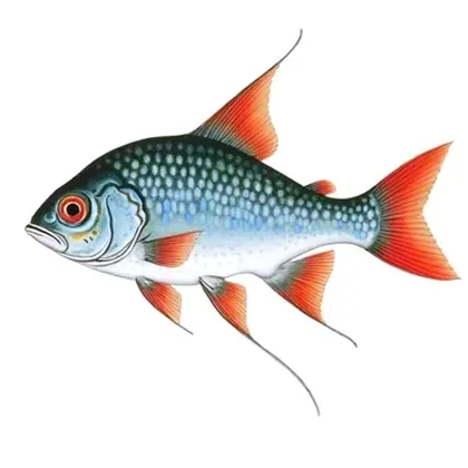 Sparkling gourami
