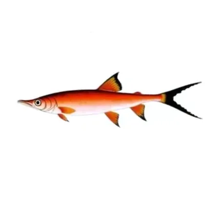 Swordtail