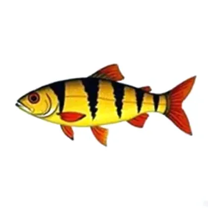 Tiger barb