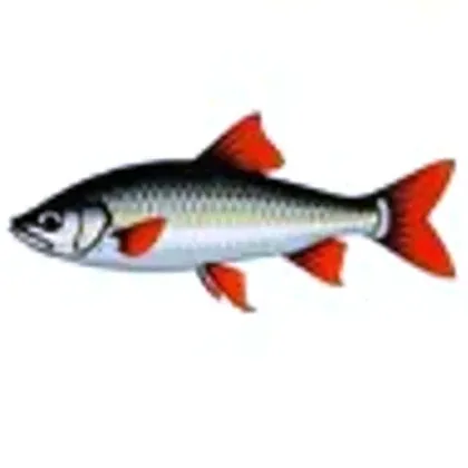 Tinfoil barb