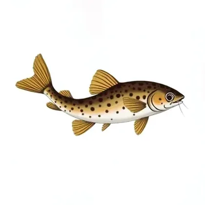 Upside down catfish