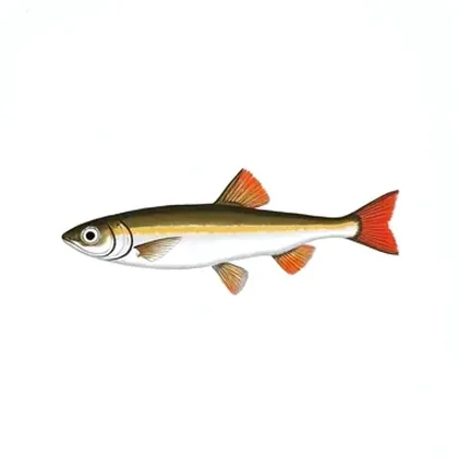 White cloud minnow
