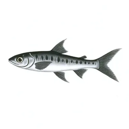 Yoyo loach