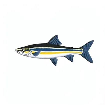 Zebra danio