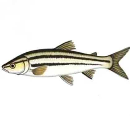 Zebra loach