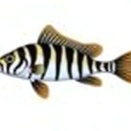 Zebra pleco